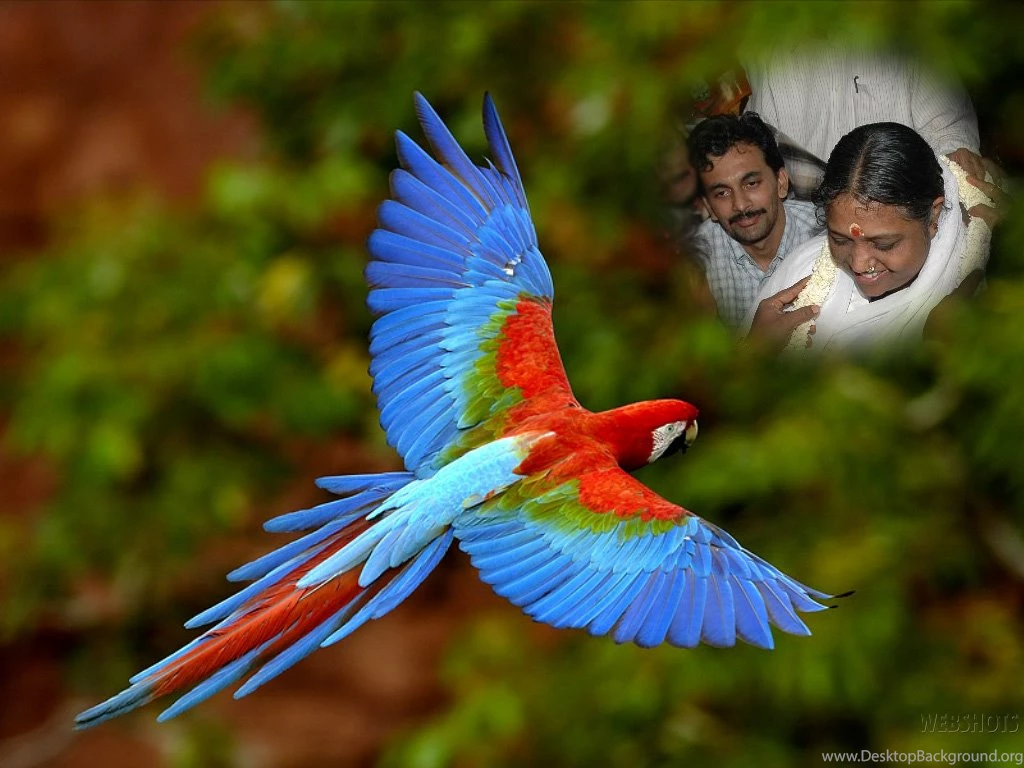 File:Wallpaper.jpg   Wikipedia, The Free Encyclopedia