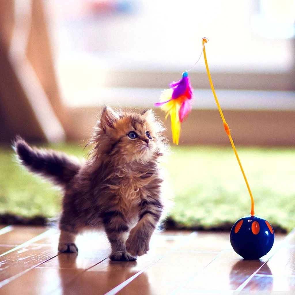 Cute_kitten_playing wallpaper 1024x1024.jpg