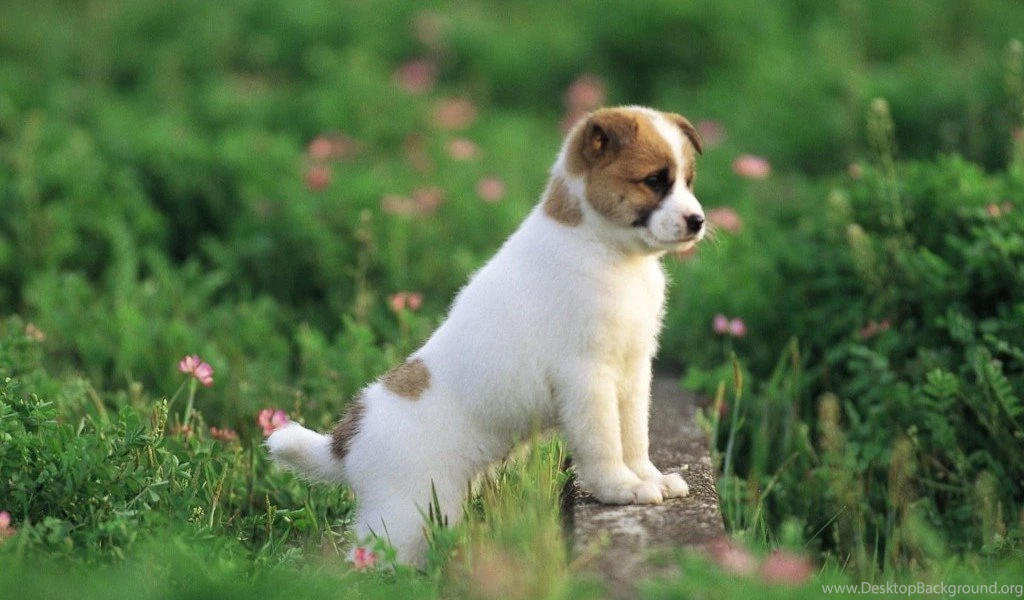 Amazing Cute Dog Hd Wallpapers