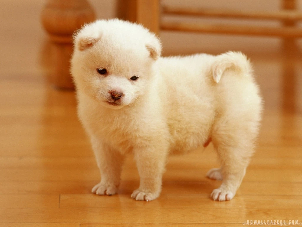 Puppies Wallpapers Cute 34 Backgrounds Wallpapers Hivewallpaper.com