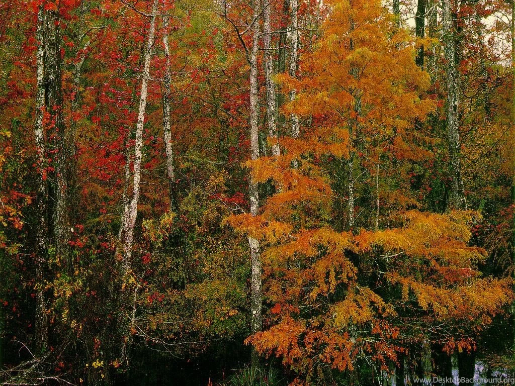 Free Desktop Backgrounds Fall Scene
