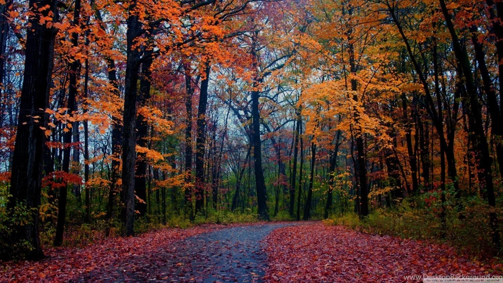 Forests: Forest Foliage Autumn Road Path Scene Nature Fall Seasons ...