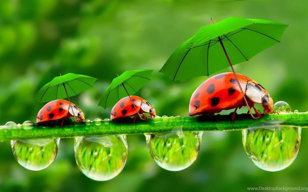 Funny High Definition Wallpapers : Other Wallpapers Semrawut