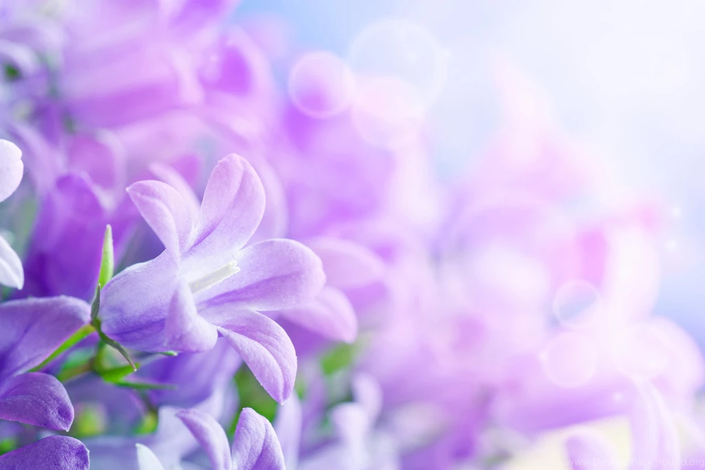 Cute Calla Flower HD Wallpapers