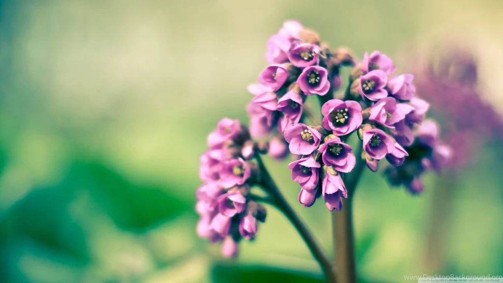 Violet Flowers HD Desktop Wallpapers : Widescreen : High Definition ...