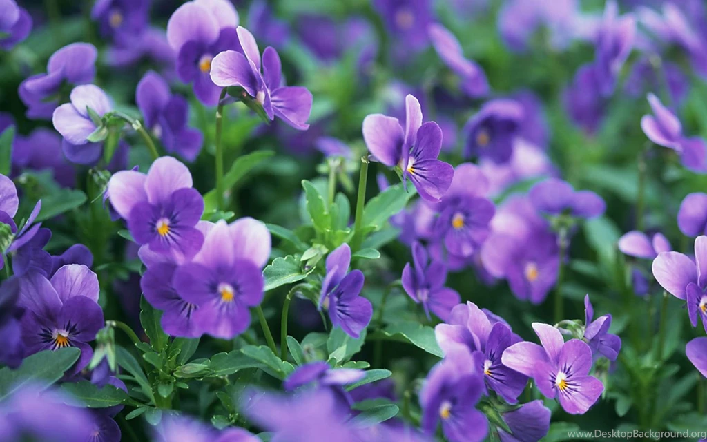 The Mysterious Violet HD Wallpapers 9 - Flower Wallpapers Free ...