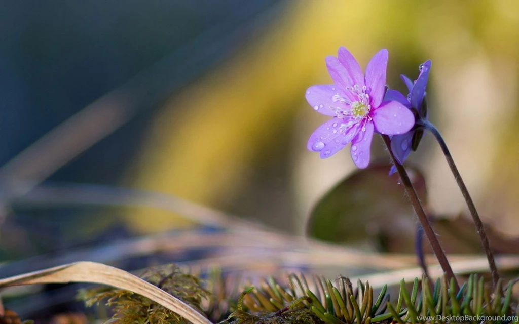 The Mysterious Violet HD Wallpapers 5 - Flower Wallpapers Free ...