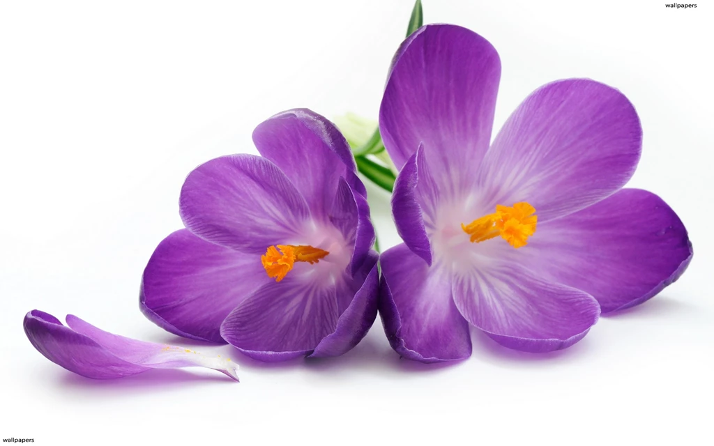 Violet Flowers HD Wallpapers
