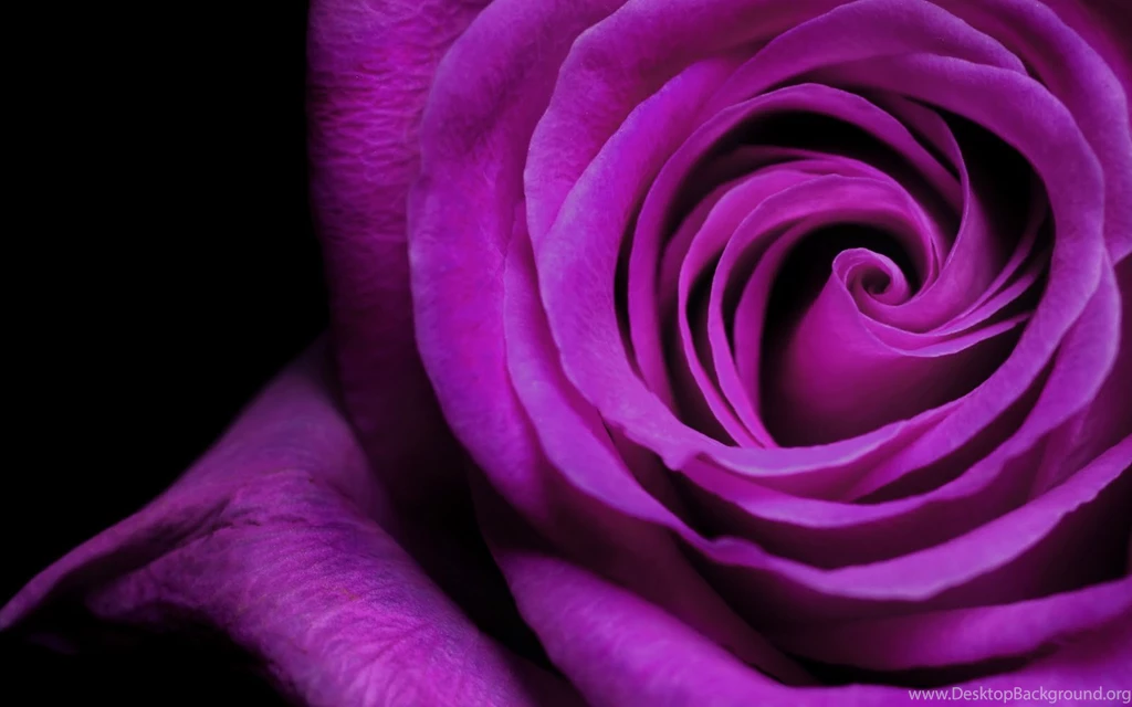 Violet Wallpapers