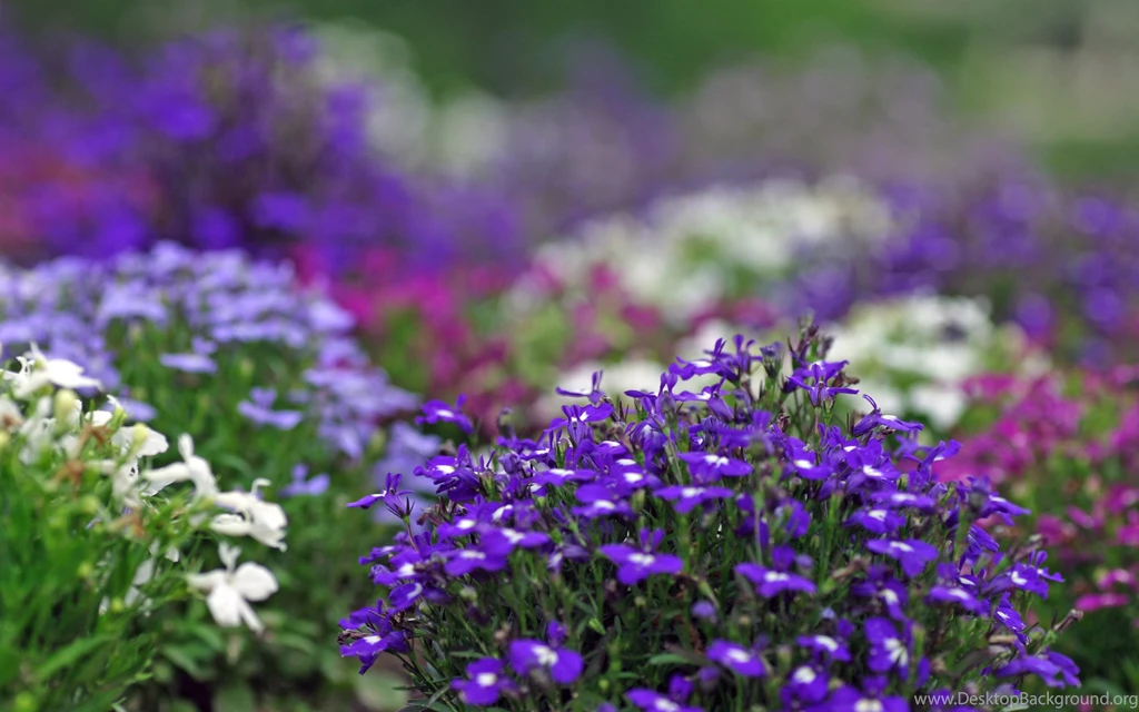 Violet, Flowers, Garden, Beautiful, Bokeh Wallpaper,violet HD ...