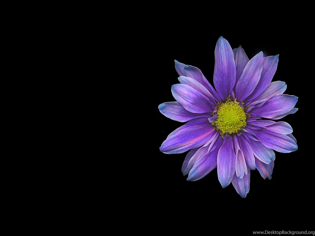 Wallpapers Purple Violet Black Blooms Daisy Flower Garden Nature ...