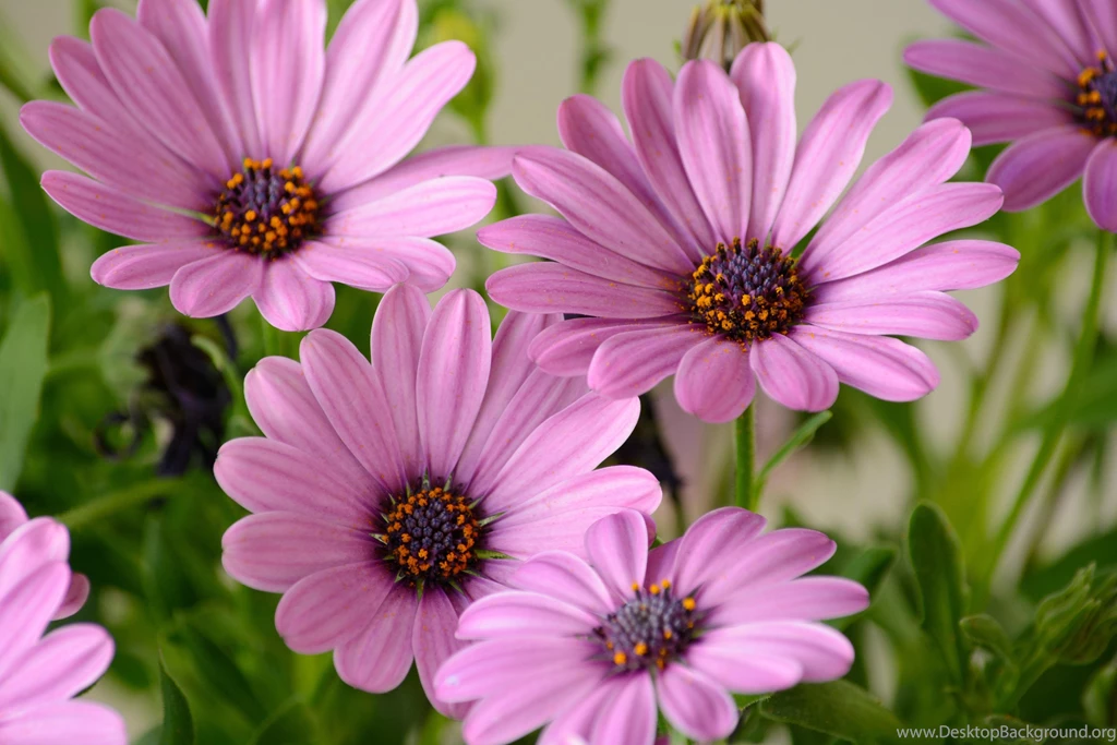 Violet Flowers (