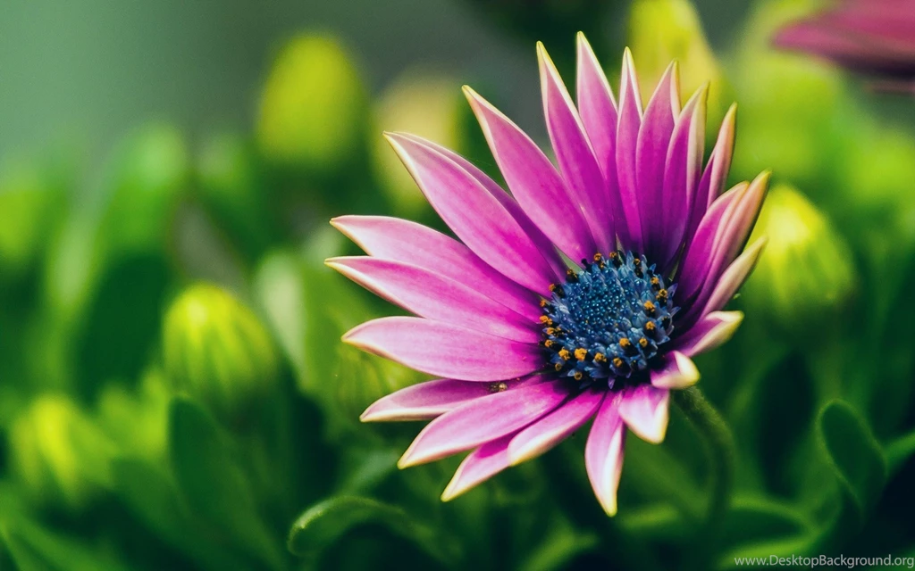 A Violet Flower Green Backgrounds Wallpapers HD Free Download