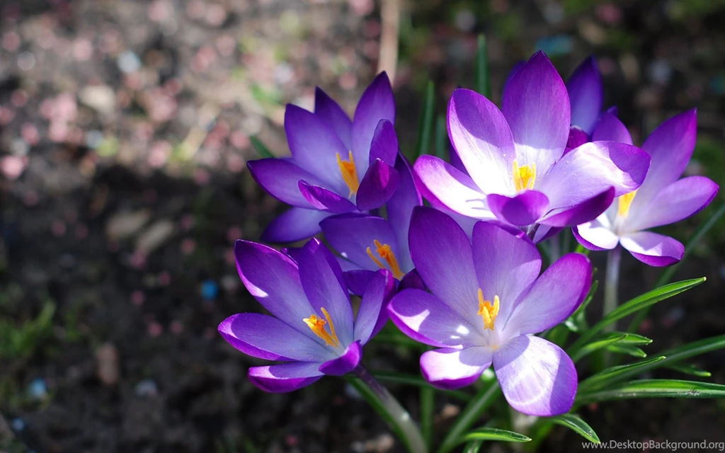 Flowers Violet Wallpapers 1920x1200 492207