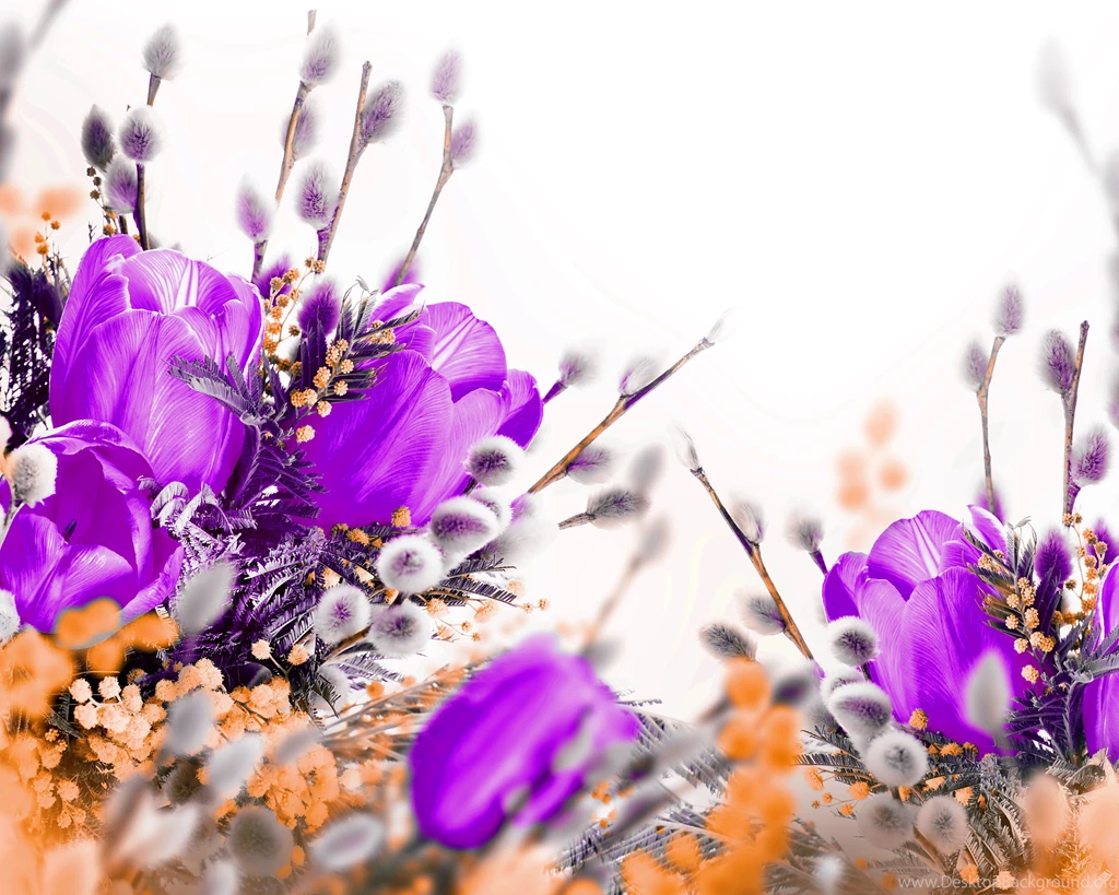 Petals Tulips Violet Flowers Wallpapers