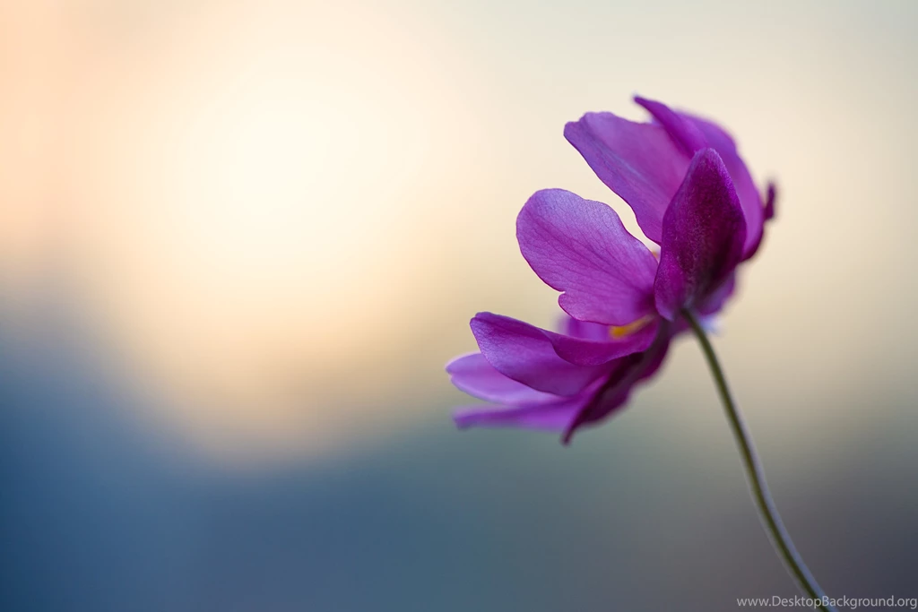 Pink Chrysanthemums Macro Flowers On Violet Backgrounds