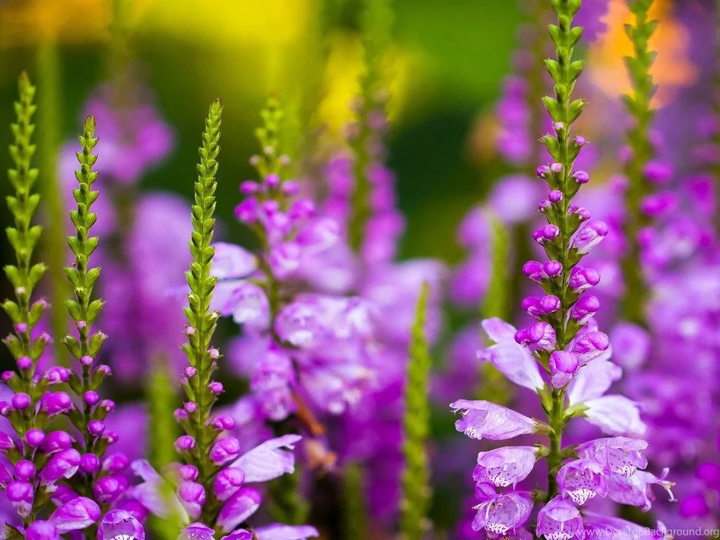 Violet Flowers Wallpapers HD Pictures