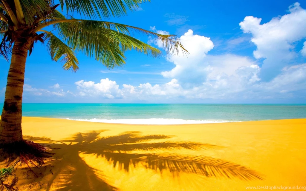 Beach Palm Trees Mac Wallpapers Download