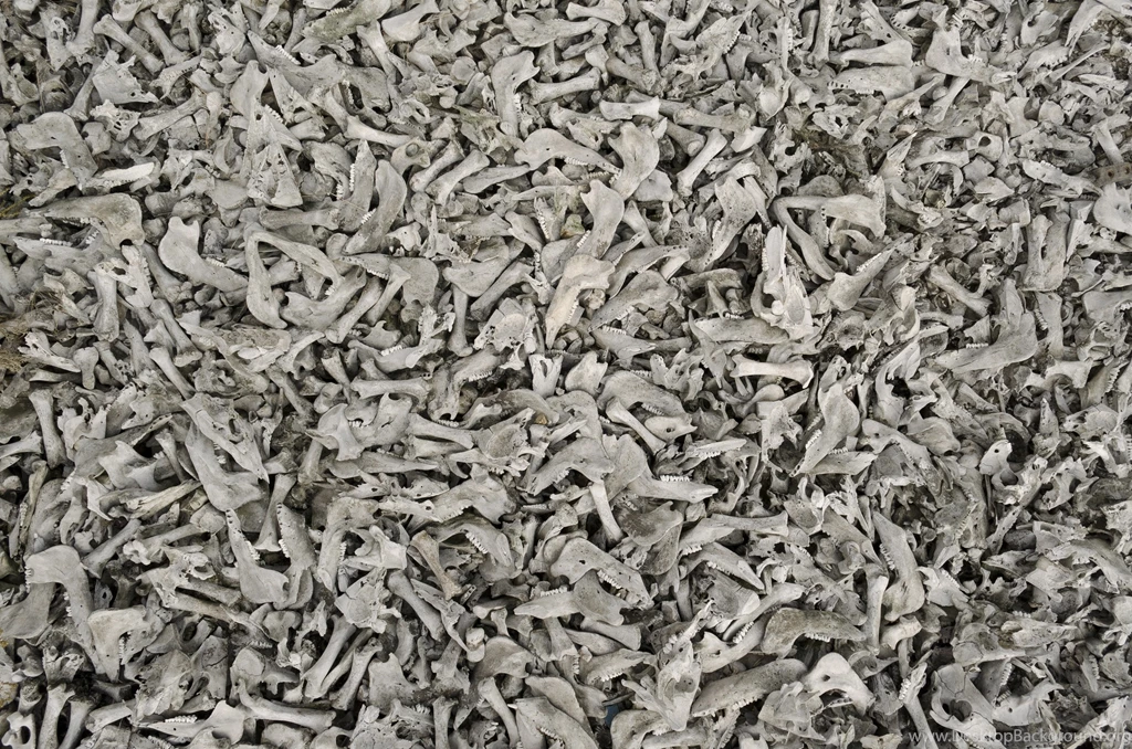 Download Texture: ?????, Background, Texture, Photo, Bones Texture ...