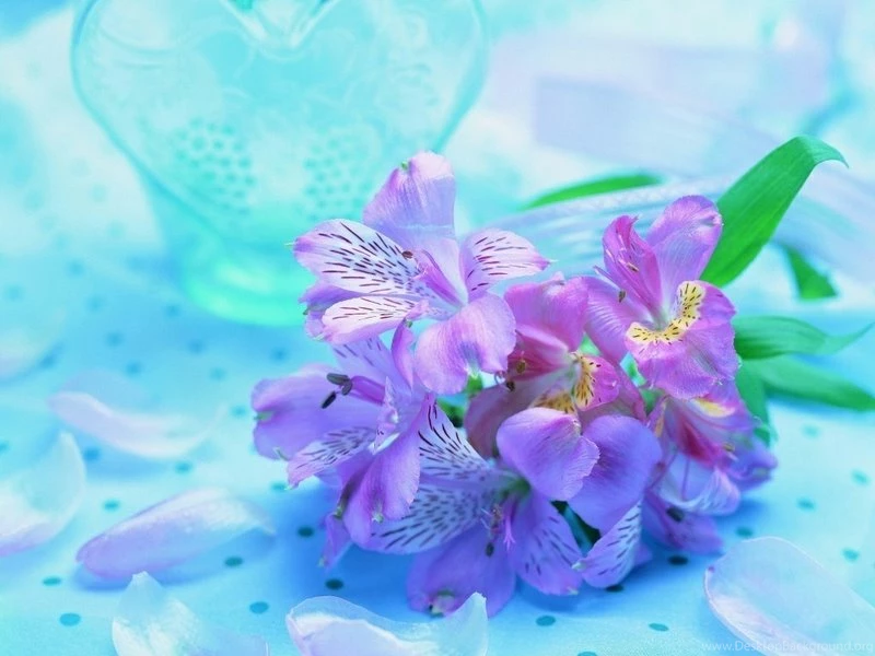 Flowers Violet Violet Flowers – Nature Flowers HD Desktop Wallpapers