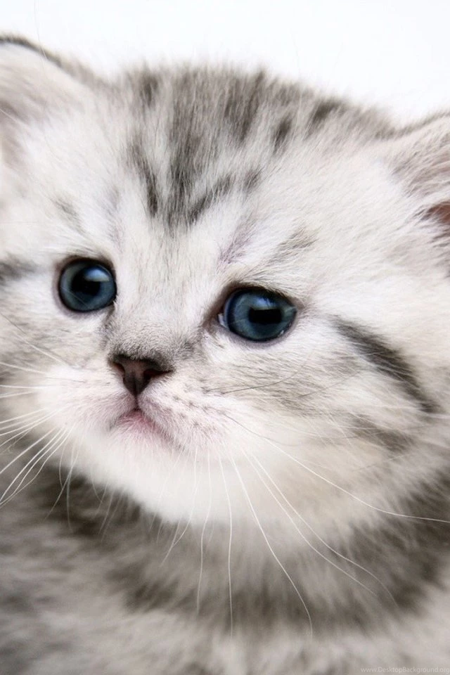 Cute Gray Cat Wallpapers For iPhone 4