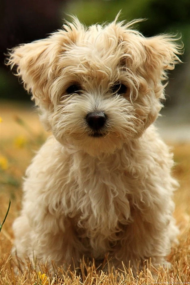 Cute Puppy In Autumn iPhone Wallpapers