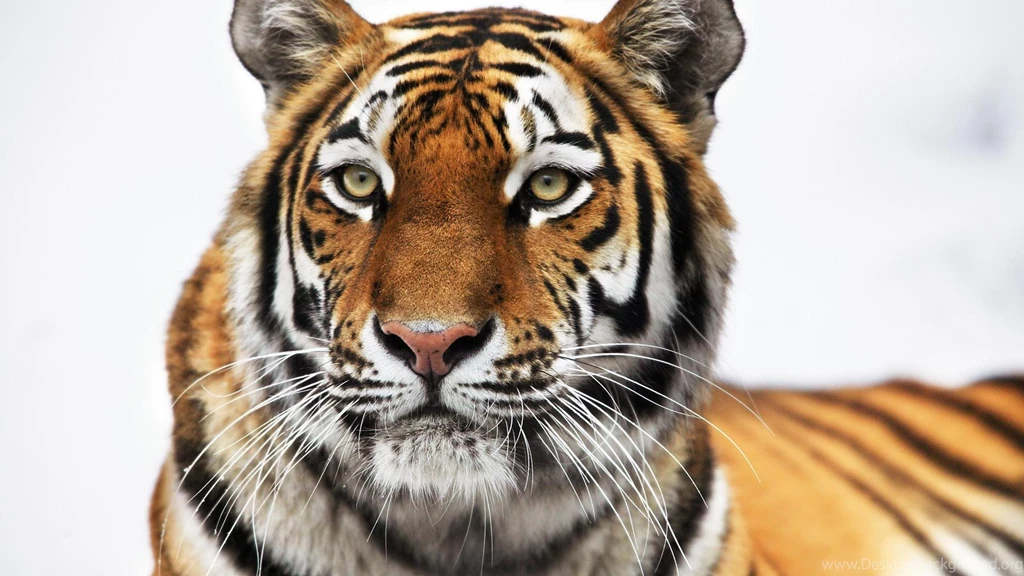 Tiger Computer Wallpapers Desktop Backgrounds 1920×1080 Id 191083 ...