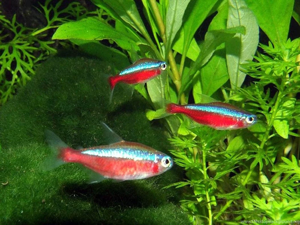 Freshwater Fish (id: 63715) – BUZZERG