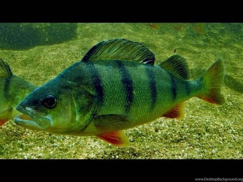 Unique Freshwater Fish (id: 26564) – BUZZERG