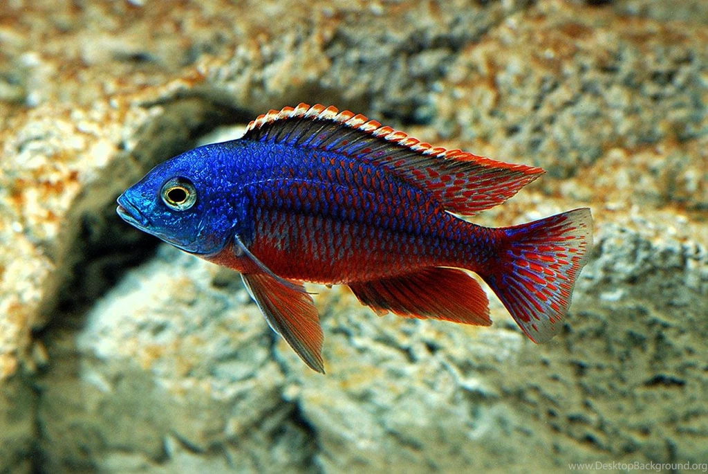 Freshwater Aquarium Wallpapers Hd