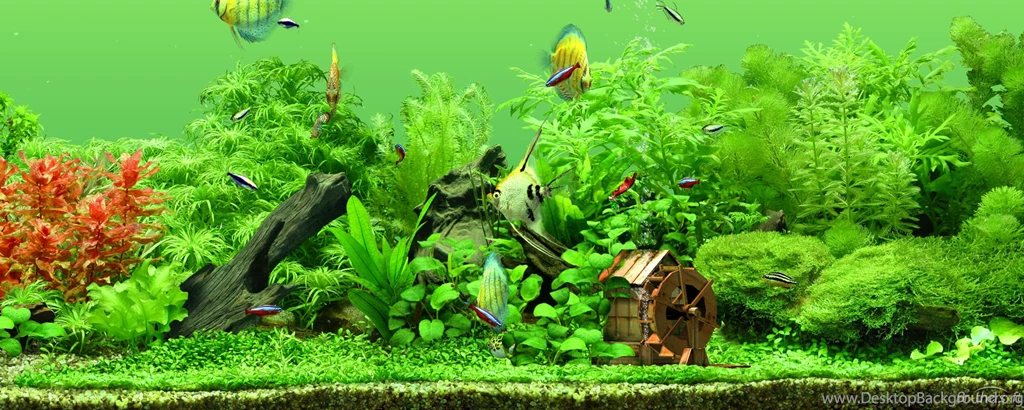 Aquarium Wallpapers
