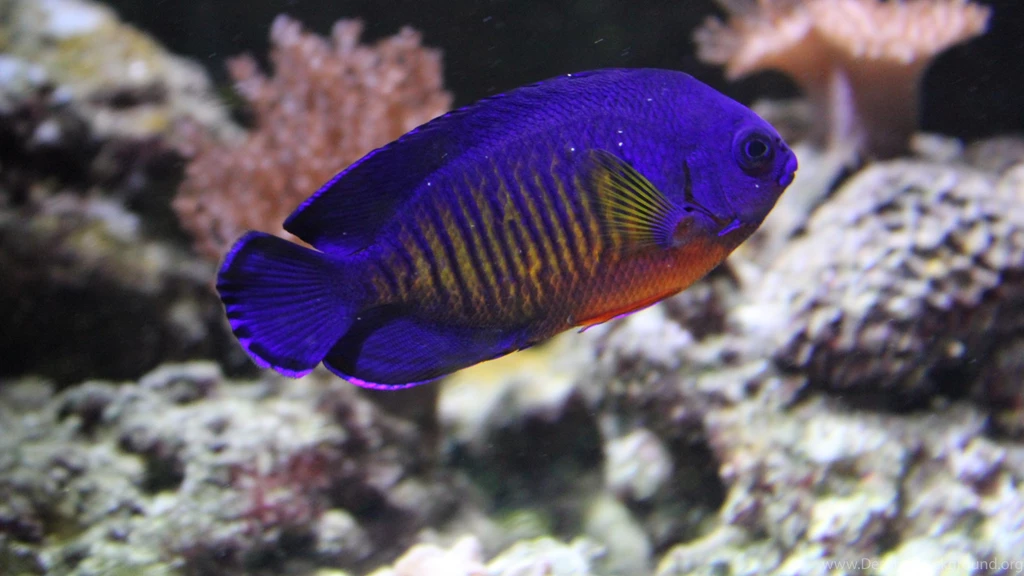 Wallpaper: Dwarf Angelfish, Angelfish, Beauty, Freshwater Fish ...