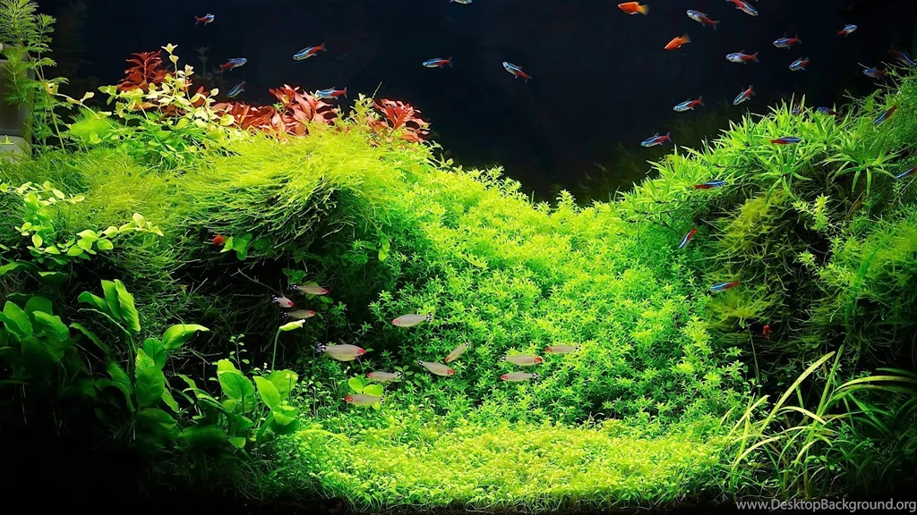 Setting Up A Fish Tank With Live Plants