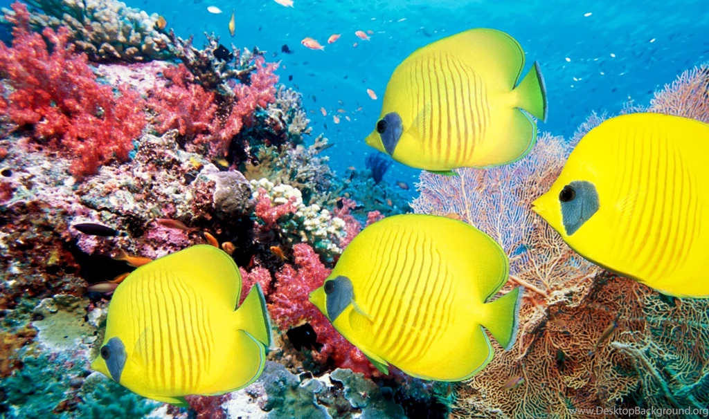 Pictures Of Freshwater Tropical Fish On Animal Picture Society