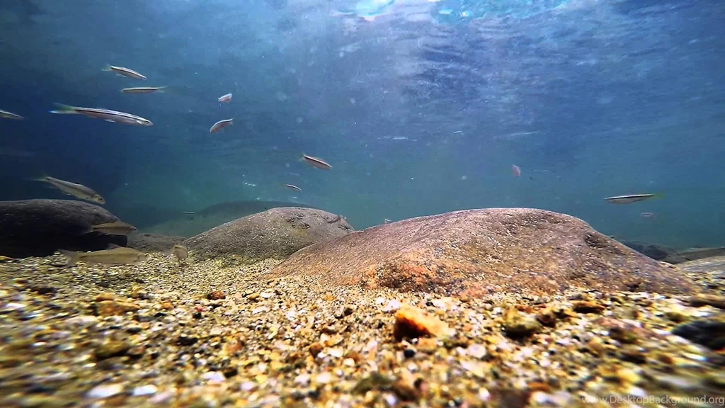 Fresh Water Fishes GoPro Video (Watch In HD) YouTube