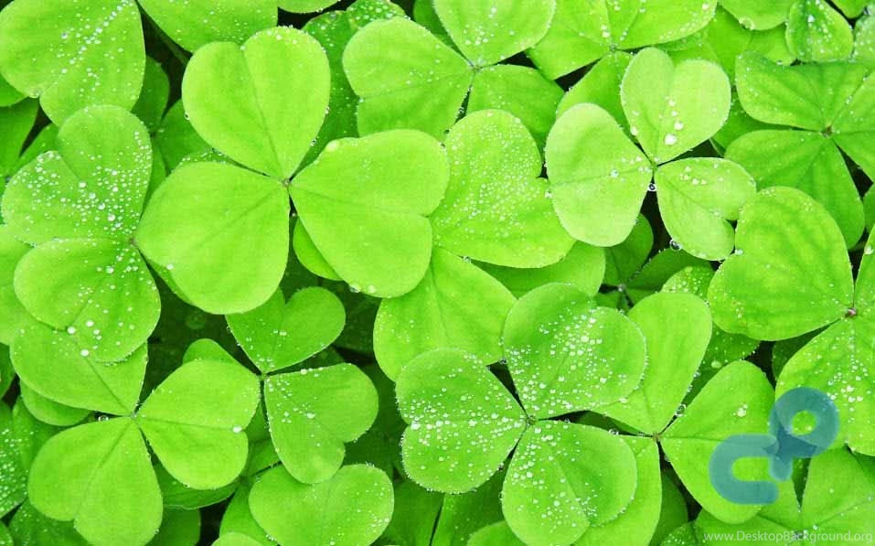 Download Windows 8 Consumer Preview Wallpapers Pack [Leaked]