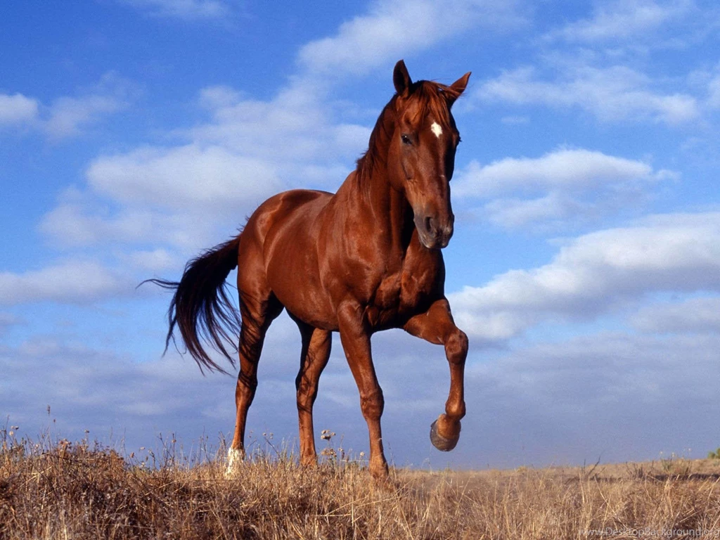 Beautiful Wild Horse 1600x1200 Wallpapers