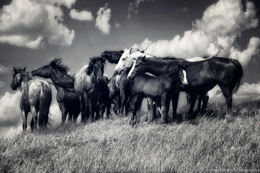 Wild Horses (