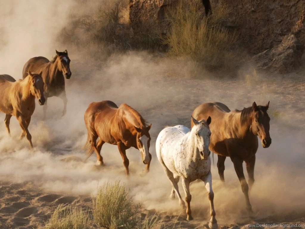 Beautiful Wallpapers: Wild Horses Wallpapers