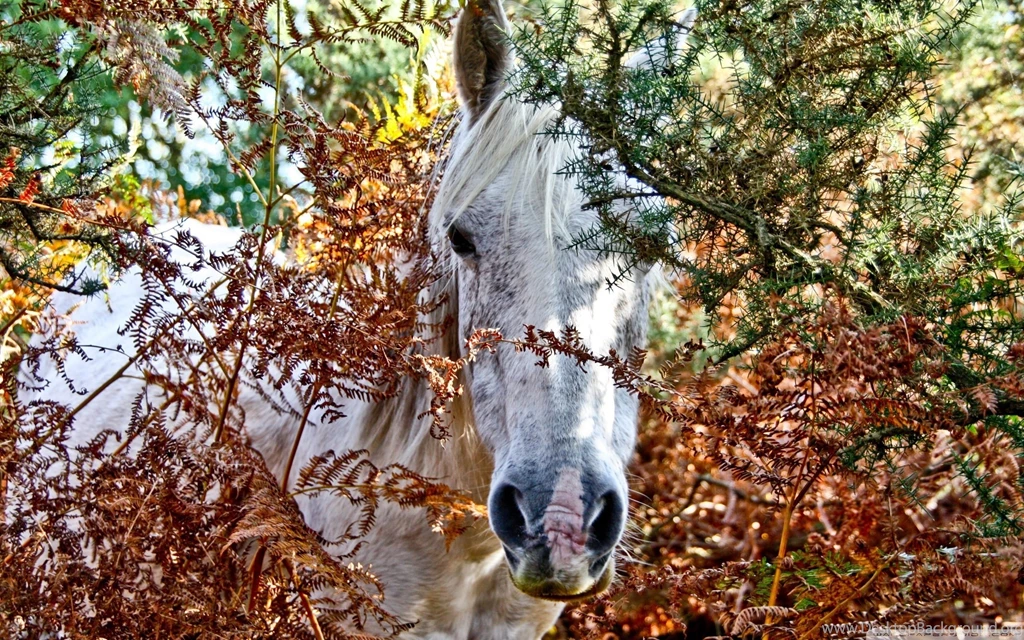 Wild Horse Wallpapers And Images Wallpapers, Pictures, Photos