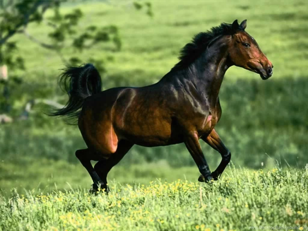 Wild Horses Wallpapers   Wallpapers Cave
