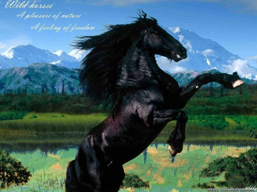 Wild Horse Wallpapers ImgMob