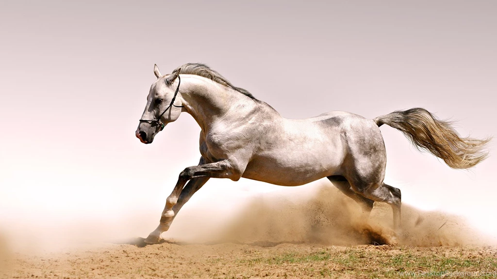 Wallpapers White Horses Wild Horse In High Resolution For Free Get ...