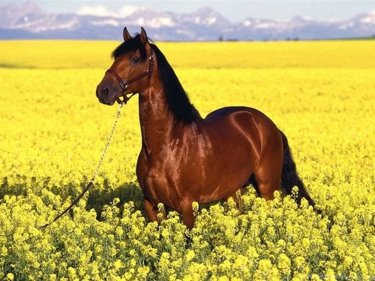 Horse Wallpapers Desktop HD