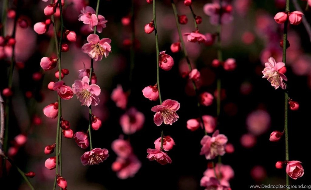 desktop wallpaper hd full screen desktop wallpaper hd full screen