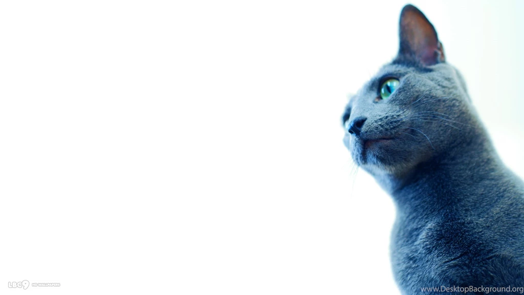 Russian Blue Cat Wallpapers 21/23