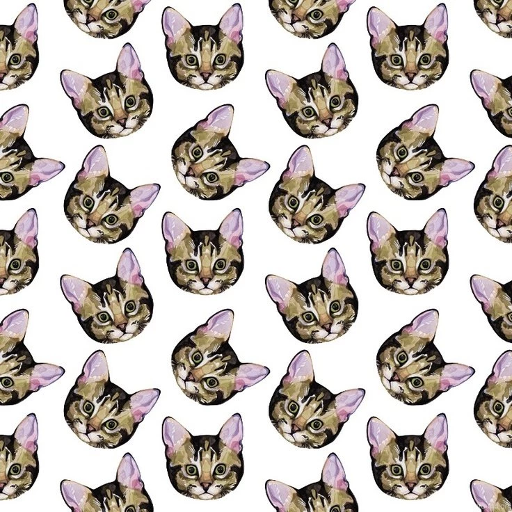Photo (Lily Cats)
