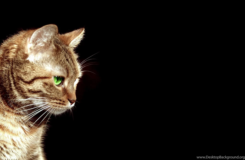 Cute Cats Seourpicz