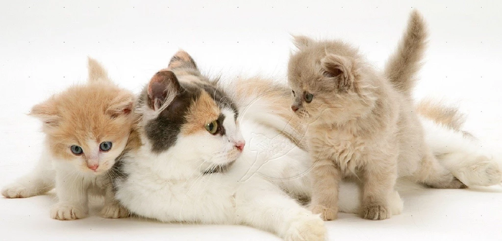 Mother Cat Kittens Animals Cats White Backgrounds Cats Desktop ...