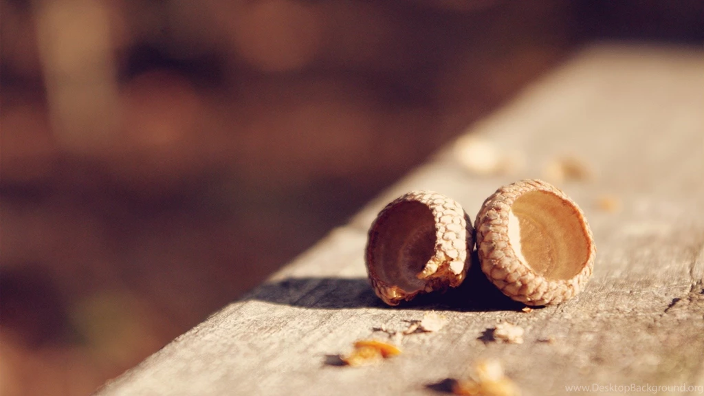 Acorn Wallpapers